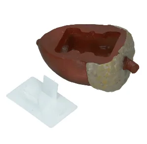 Schowek - Żołądź 11,6 cm